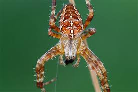 Image result for große winkelspinne biss haut reaktion