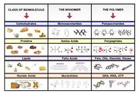 Poster Categorizing Four Main Types Of Biomolecules With