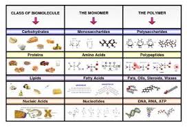 poster categorizing four main types of biomolecules with