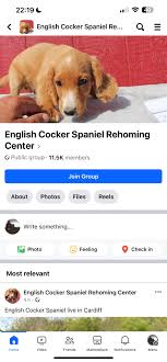 These pages are stealing pics of my friends dogs from instagram and  scamming people out of money 😭 please report!