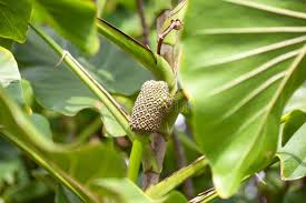 Image result for Montrichardia