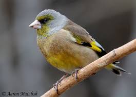 Image result for Callichilia orientalis