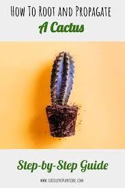 Learn how in this post! How To Easily Root And Propagate A Cactus Step By Step Cactus Mini Cactus Plants Planting Succulents