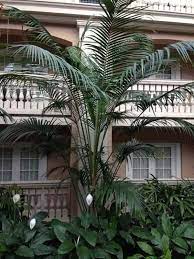 Learn how to grow your own with these tips. Kentia Palm Care Growing The Beautiful Howea Forsteriana