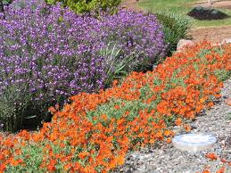 We did not find results for: Wallflower And Sunrose Helianthemum Nummalarium Deer Resistant Plants Waterwise Garden Country Gardening