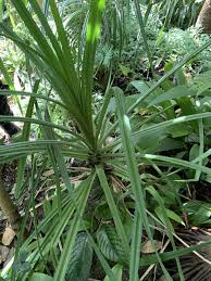 Image result for Pandanus candelabrum