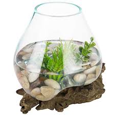 Check spelling or type a new query. Mygift Small Natural Driftwood Clear Molten Glass Bowl Plant Terrarium Home Tabletop Decor Vase Home Decor Home Kitchen Vit Edu Au