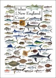Fishes Of The New England Coast Saltwater Fish Charts