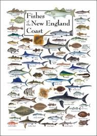 fishes of the new england coast saltwater fish charts