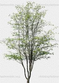 We did not find results for: Packs Cut Out Vegetation Trees Cut Out Trees Package 3 00015