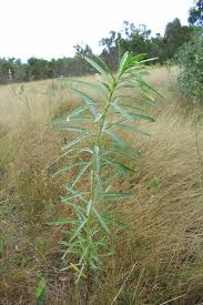 Image result for Indigofera drepanocarpa