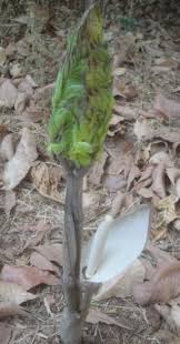 Image result for Gonatopus