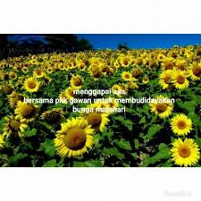 Salah satu aktivitas yang bisa kalian lakukan disini ialah berkuda sembari menikmati pemandangan cantik di taman bunga matahari. Sukses Rintis Kampung Pelangi Sragen Serma Suripto Kini Gagas Taman Matahari Di Tanon Intip Konsep Indahnya Joglosemar News