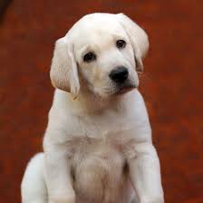 Click on the puppy or litter to watch a video and see prices. 1 Golden Retriever Puppies For Sale In San Francisco