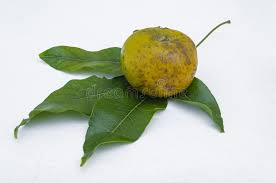 Can be grown here in phoenix, az. White Sapote Fruits And Its Leaves Stock Photo Image Of Natural Food 153332776