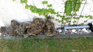 Wir verraten ihnen, wie sie einen rattenbefall erkennen können, welche arten der nager sie unterscheiden. 60 Genial Locher Im Garten Ratten Garten Deko