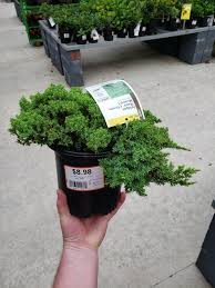 We did not find results for: Saw This At Home Depot Would This Make A Good First Tree It Was The Coolest Looking Of The Bunch Bonsai