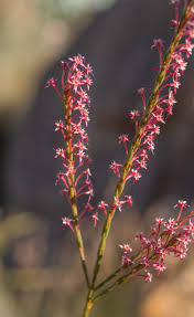 Image result for Struthiola