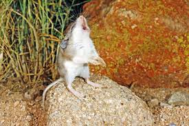 The grasshopper mouse is not the only member of creation, that can survive encounters with venomous predators. The Badass Mouse That Turns Scorpion Venom Into A Painkiller Wired