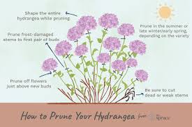 How To Prune Different Kinds Of Hydrangeas When To Prune Hydrangeas Hydrangea Care Pruning Hydrangeas