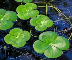 Image result for Marsilea vera