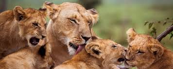 Our guide joel is a lively character with full of energy and always trying his best to engage us and spot wild life. The Best Time To Visit South Africa On Safari Art Of Safari