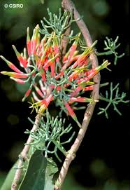Image result for Loranthaceae