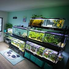 I Love My Little Fishroom Its My Happy Place If You Would Like To See It I Have A Fishroom Tour On My Youtube Channel Fi Reptile Room Fishing Room Aquarium Using would like in the negative is not always an easy thing to do. i love my little fishroom its my happy