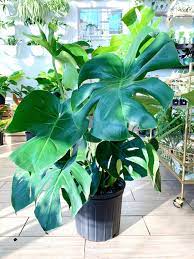 Maybe you would like to learn more about one of these? Monstera Deliciosa Philodendron Split Leaf Botaniful