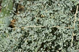 Image result for Atriplex