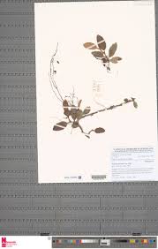 Image result for Begonia subscutata