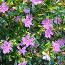 Image result for Cuphea