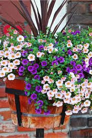 Best fertilizer for flowers uk. The Best Way To Fertilize Hanging Baskets The Big Secret To Success