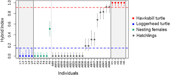 A critically endangered hawksbill turtle, more than 60 years old and tagged three times, has returned to nest again 30 years after being first a critically endangered hawksbill turtle has returned to the same location it was first recorded laying eggs 30 years ago, on the pilbara coast of western australia. Genomic Evidence Of Recent Hybridization Between Sea Turtles At Abrolhos Archipelago And Its Association To Low Reproductive Output Scientific Reports