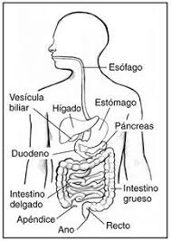 Pin On Ciencias