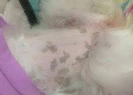 Black Spots On Dog S Skin Belly And Gums Causes Treatment Dogs Cats Pets