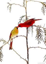Birds Of Prey Upstate New York Male And Female Cardinal In Upstate New York By Tara Mcclung 3 Blue Birds And Cardinals Cute Birds Beautiful Birds All Birds
