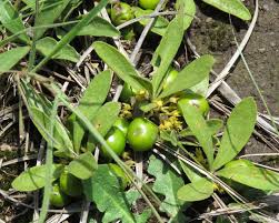 Image result for Pygmaeothamnus