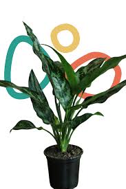 Many people use the term adorable when referring to the peperomia, as it has an interesting striped pattern that makes it stand out. Aglaonema Maria Green Door Garden