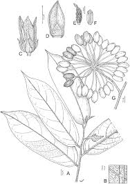 Image result for Annickia