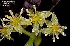 Image result for Lauraceae