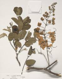 Image result for Cassia sieberiana