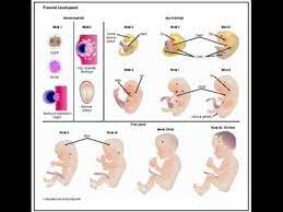 Changes Cervix Maternal Weight Health Education Icsp Urdu Hindi By Icsp94