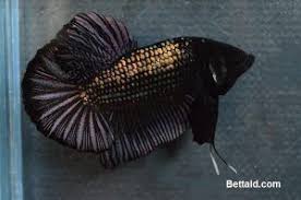16,092 likes · 16 talking about this. Jual Ikan Cupang Giant Black Cooper Gt17 Warna Hitam Panjang 5 Cm Kondisi Ikan Sehat Body Proporsional Dan Sirip Ikan Balance Ika Ikan Cupang Betta Ikan