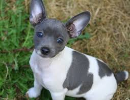 Rat Terrier Puppies Black And Brown Pin By Emily Rojas On Rat Terriers Rat Terrier Puppies Rat Terrier Dogs Rat Terriers