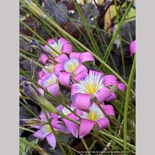 Image result for Romulea