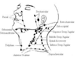 What Is A Submental Lymph Nodes Submental Lymph Node Is One Of The Lymph Nodes In The Body Located Lymphatic Drainage Massage Lymph Massage Lymph Node Massage