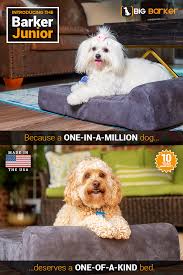 Pin By Mimi Mullins On Pups With Images Cute Baby Animals Cool Dog Beds Pomeranian Puppy Teacup