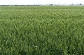 Wheat flour reserves a special place in every indian home kitchen. Spring Wheat Six Steps To Start Strong Syngenta Know More Grow More Syngenta Know More Grow More