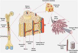 We did not find results for: Simple Compact Bone Diagram Bones And Skeletal Tissues Scientist Cindy Bone Structure Small Medium Large Prestitoct